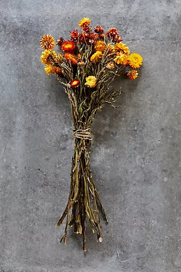 Preserved Helichrysum Mix | Anthropologie (US)