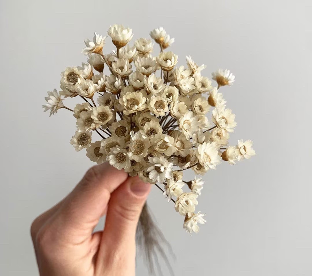 Delicate and textural, this dried glixia bundle is a beautiful addition to home décor, wedding bouquets, and creative floral projects. Made from real dried flowers, each bunch features natural variation in stem length and fullness, giving your arrangements an organic, effortless look. With approximately 100 stems per bundle, it’s a versatile craft supply that adds soft movement and lasting beauty—thoughtfully shipped from Virginia.
#LTKhome #LTKweddings #driedflowers #glixia #craftsupplies #weddingflowers #bohodecor #floraldesign #etsyfinds #sustainablestyle

#LTKHome #LTKSeasonal #LTKWedding