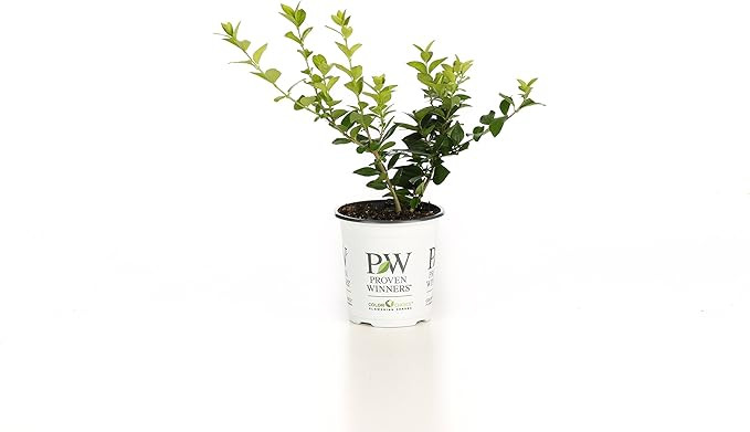 4.5 in. qt. Golden Ticket Privet (Ligustrum) Live Shrub, White Flowers and Yellow Foliage | Amazon (US)