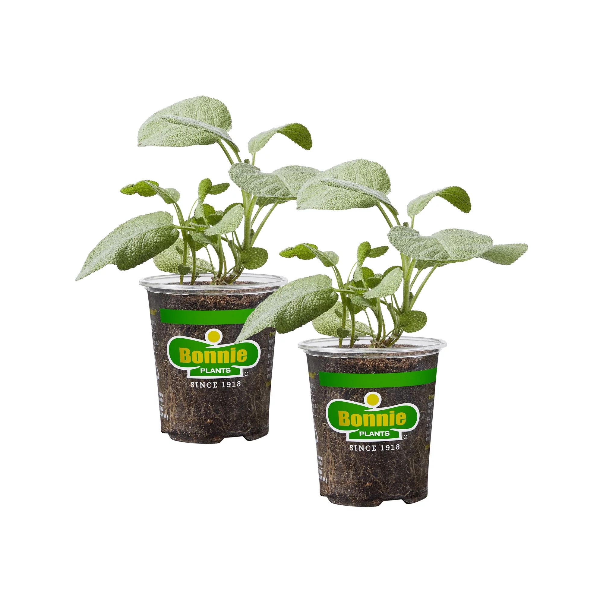Bonnie Plants Garden Sage 19.3 oz. 2-Pack - Walmart.com | Walmart (US)