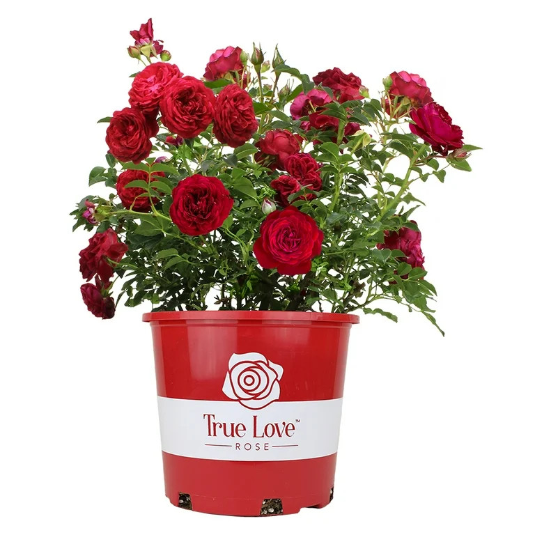 True Bloom 'True Love' PP28929 Red Rose Bush, 2 gal Pot, Live Garden Roses, Full Sun, Live Plant | Walmart (US)