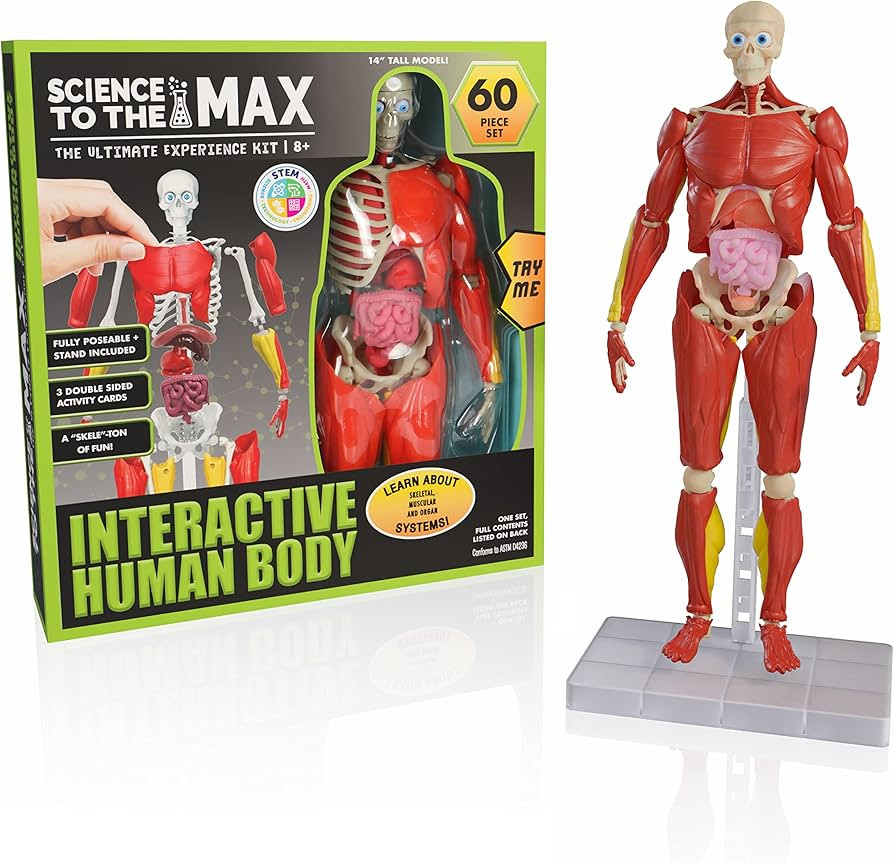 Be Amazing! Toys Interactive Human Body - 60 Piece Fully Poseable Anatomy Figure – 14” Tall M... | Amazon (US)