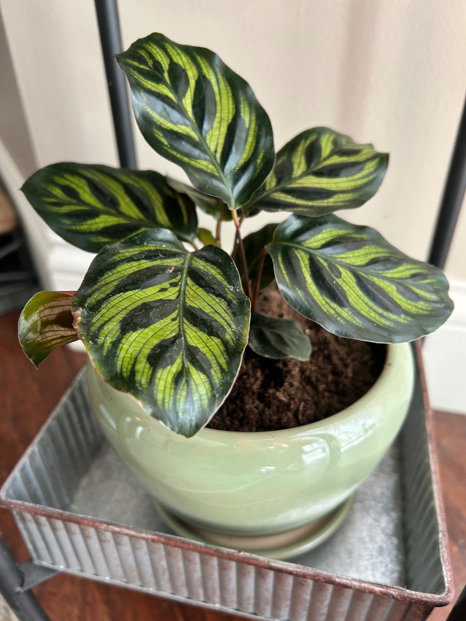 Our newest houseplant addition! ✨🌱

#LTKHome #LTKFindsUnder50