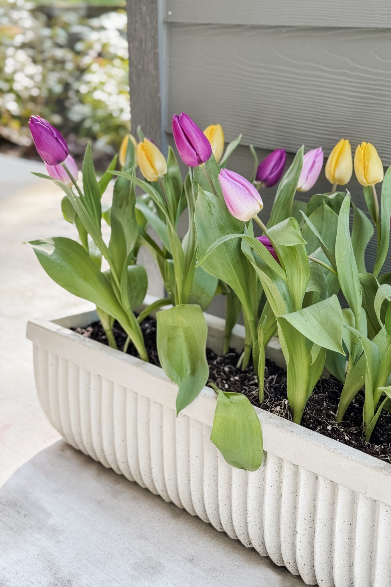Adding a little springtime cheer to our back patio with some tulips! I love this planter so much and it’s the perfect spot to display our flowers. 🌷

#LTKHome