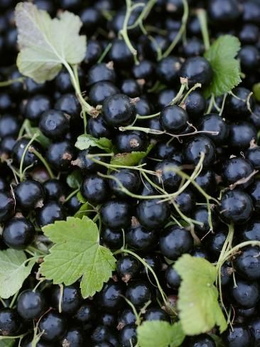 Blackcurrants with Leaves | All Posters