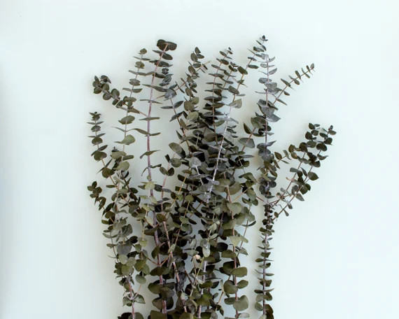 Eucalyptus Preserved // Dried Eucalyptus Bunch Greenery Frosted Eucalyptus Dried Flowers Christma... | Etsy (US)
