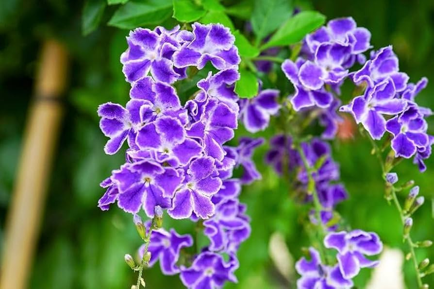 Duranta Blue Live Plants (5-9" Tall) - Pack of 2 (Two) - Golden Dewdrop Sky Flower - Fast Growing... | Amazon (US)