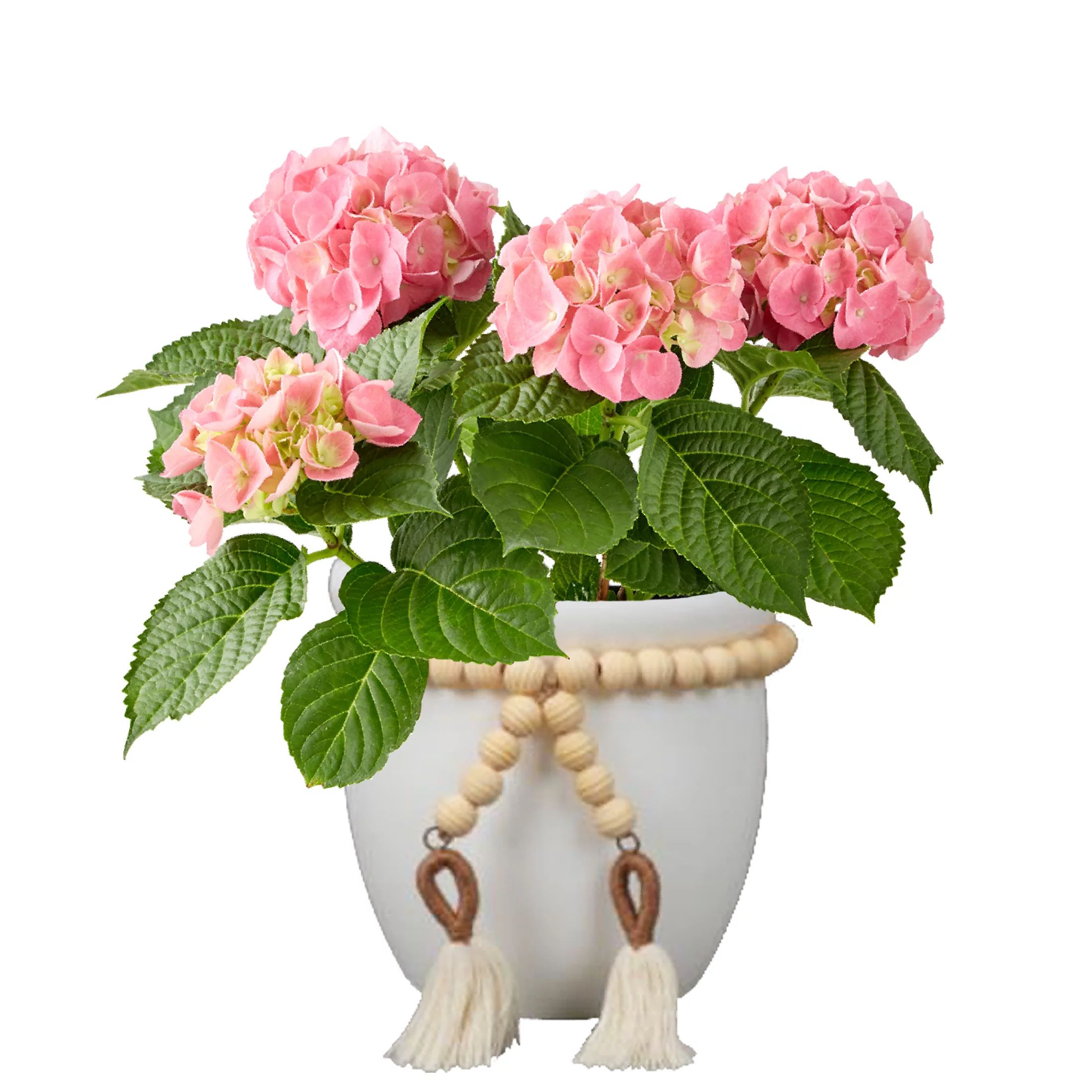 Better Homes & Gardens 5-Inch Assorted Mother's Day Hydrangea Live Plant with Decorative Pot | Walmart (US)