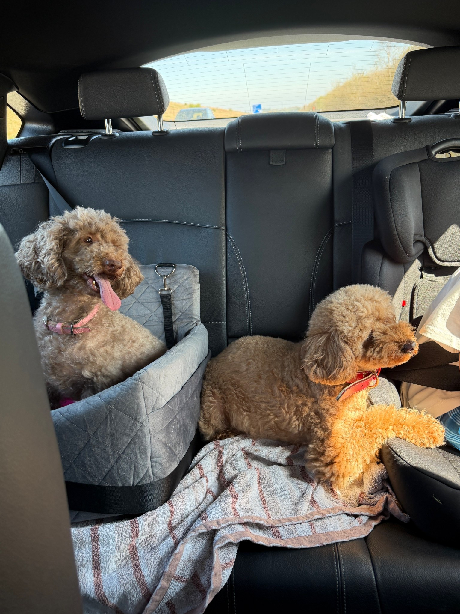 Dog car seat 

#LTKhome #LTKuk