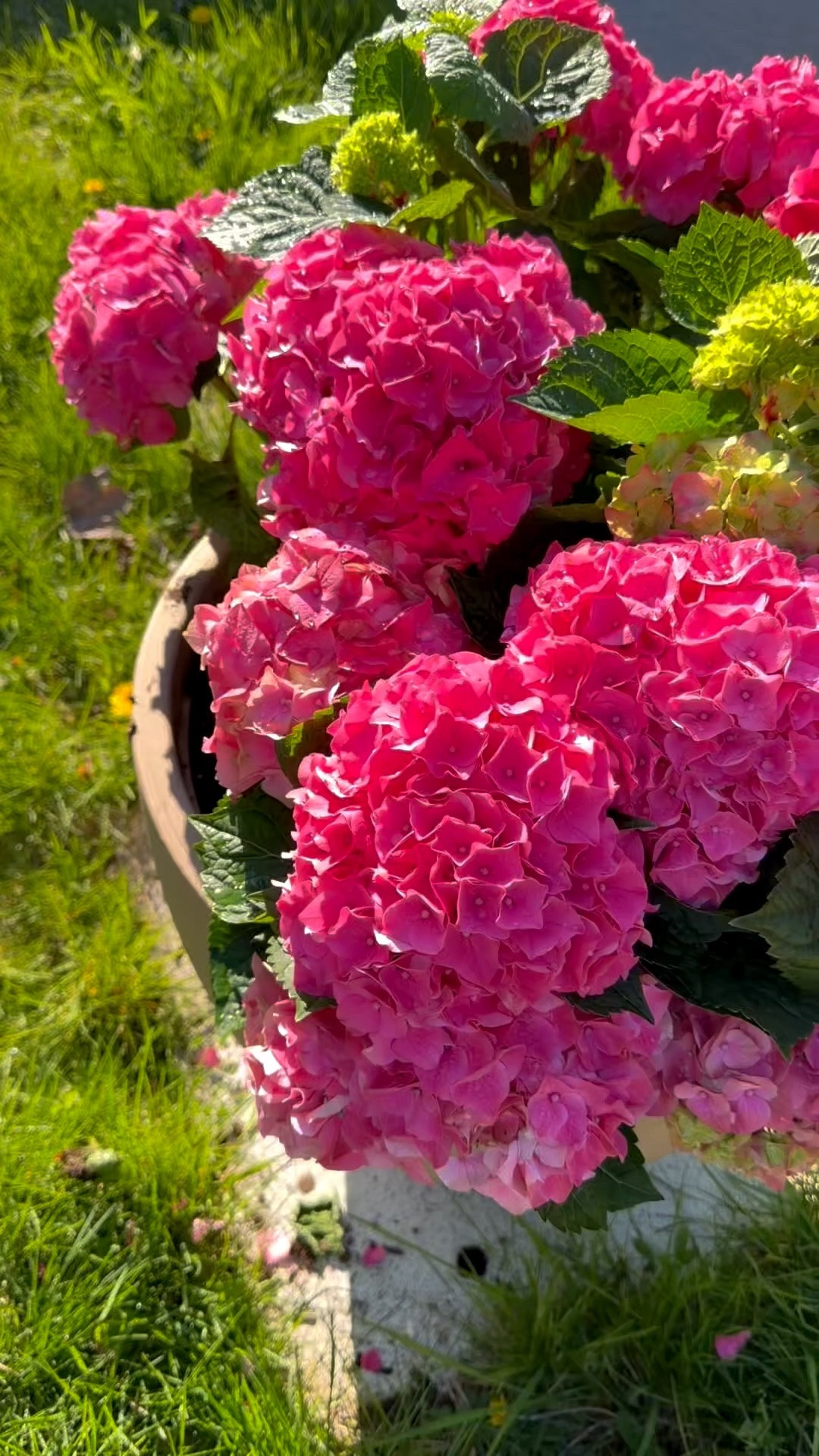 These hydrangeas were so full and beautiful at less than $20 per pot. I ended up purchasing 4 of them. I may have to go back and get more!

#LTKmomlife #LTKSeasonal #LTKHome