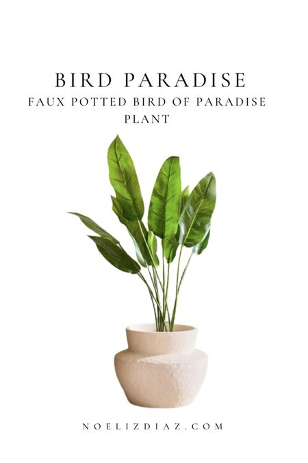 Bird paradise plant! 

#LTKhome #LTKcurves #LTKtravel