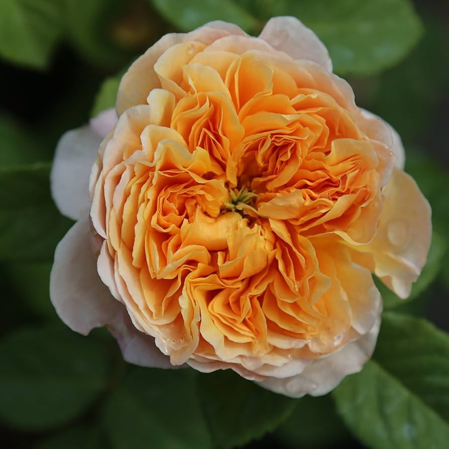 Heirloom Roses | Amazon (US)