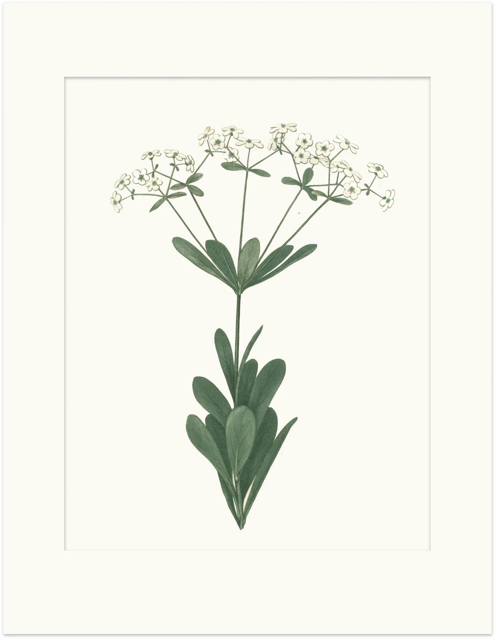 Medicinal Botanical Print - Large Flowering Spurge | JSH Home Essentials