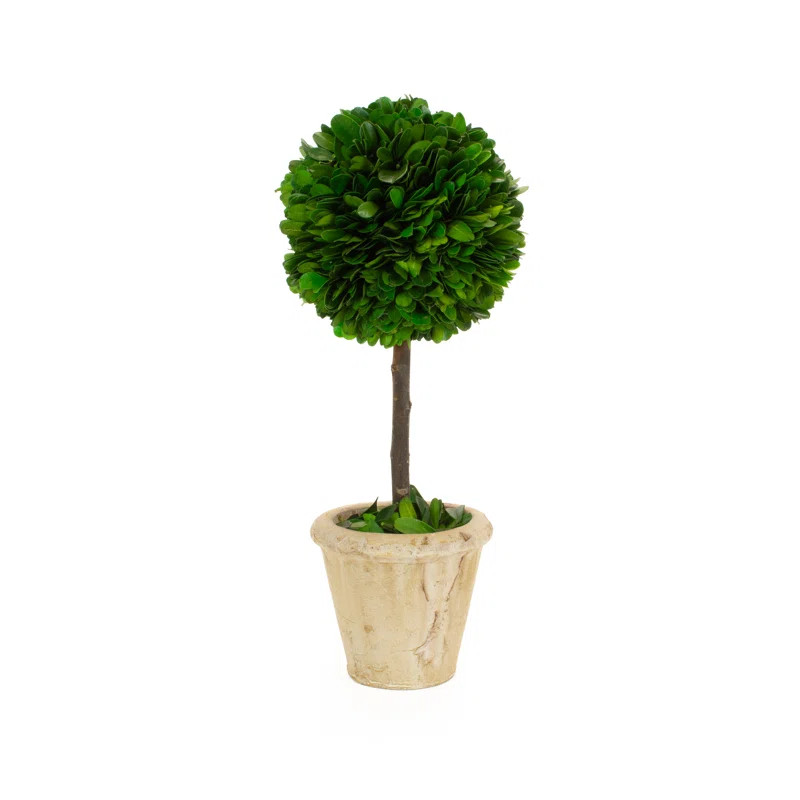 Topiary in Ceramic Pot (Set of 2) | Wayfair North America