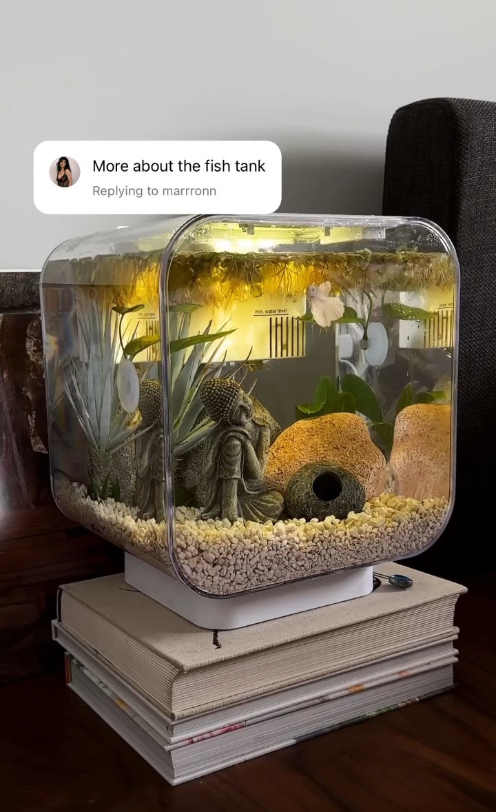 recent instagram video of my fish tank! 🐠 <3 

#LTKhome #LTKunder100 #LTKfamily
