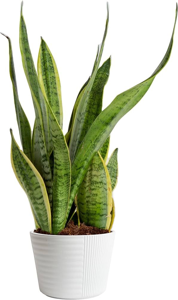 Costa Farms Live Snake Plant, Easy Care Houseplant in Indoor Garden Plant Pot, Grower's Choice Ho... | Amazon (US)