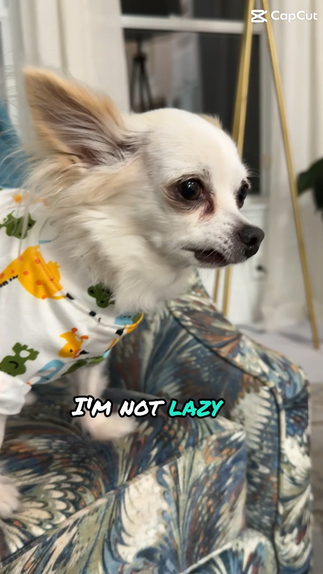 
“Selective participation at its finest 🐶💤 Lexie proves PJ days are a lifestyle. Shop her cozy dog essentials and follow @velialala for more curated travel + pet finds!”

#DogStyle #DogPajamas #PetEssentials #CozyVibes #LadyVTravels #PetFashion

#LTKPets #LTKTravel #LTKOver40