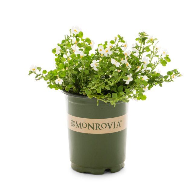 Multicolor Bacopa in 1-Quart Pot | Lowe's