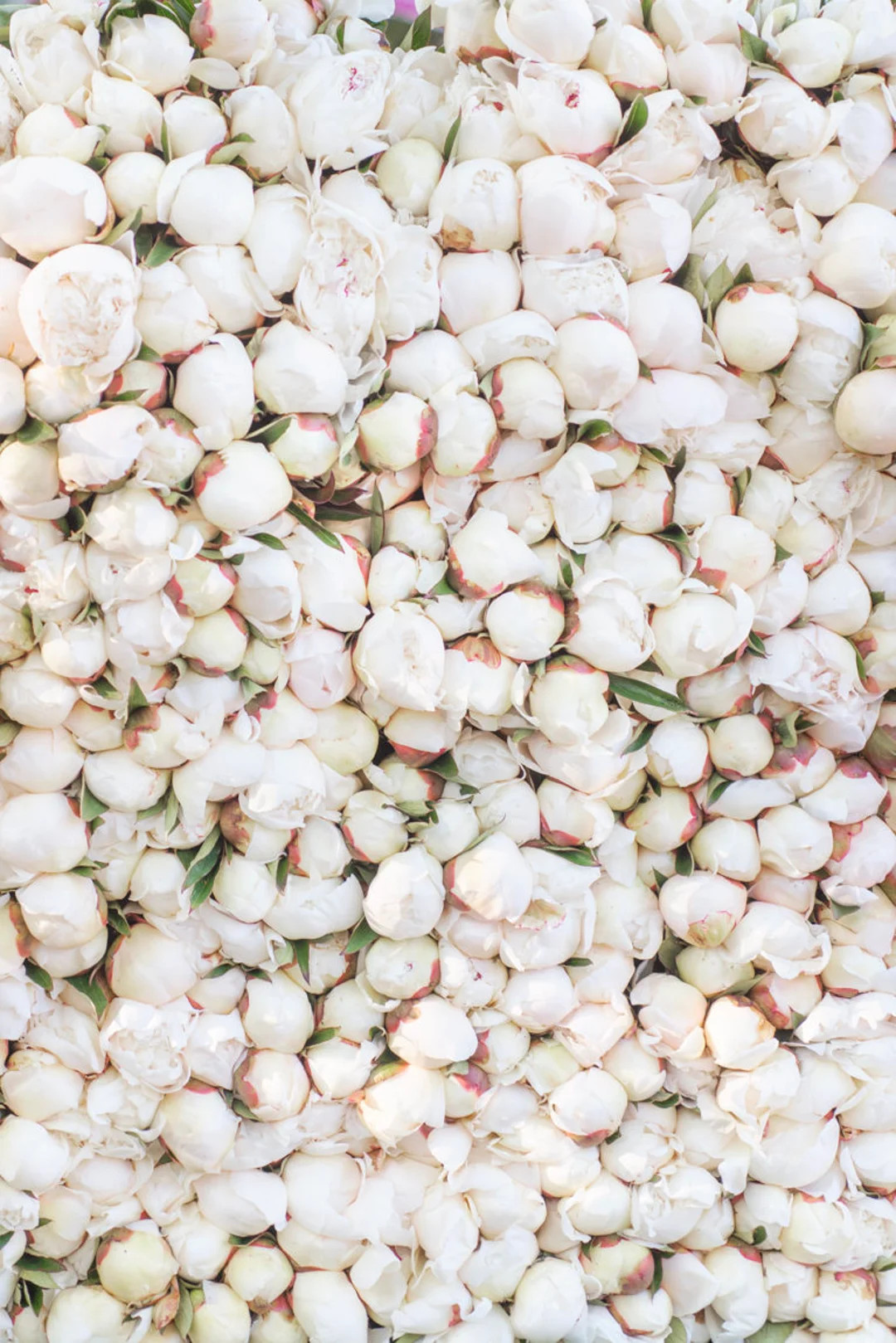 Paris Photograph - White Peony Stacks at Paris Market, Paris Flowers, Paris Travel Print, French ... | Etsy (US)