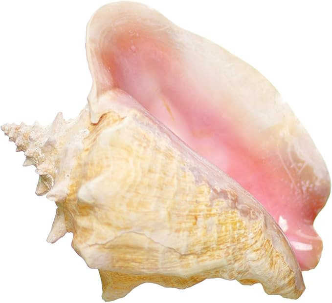 Brand: SEASATIONALS | Amazon (US)