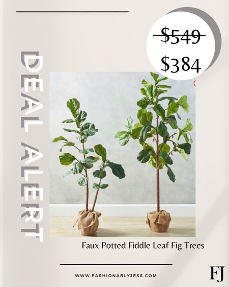 Fiddle leaf figs on sale
#LTKSaleAlert #Competition #HomeDecor￼

#LTKfamily #LTKstyletip #LTKhome