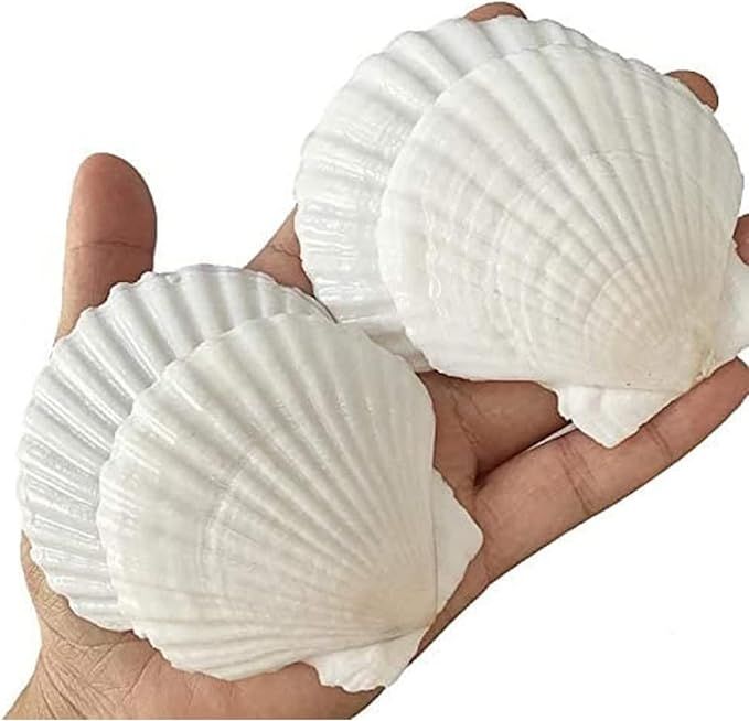 QICQDRAM 25PCS Sea Shells for Crafts Decoration 2''-3'' White Scallop Shells, for Crafts DIY Pain... | Amazon (US)