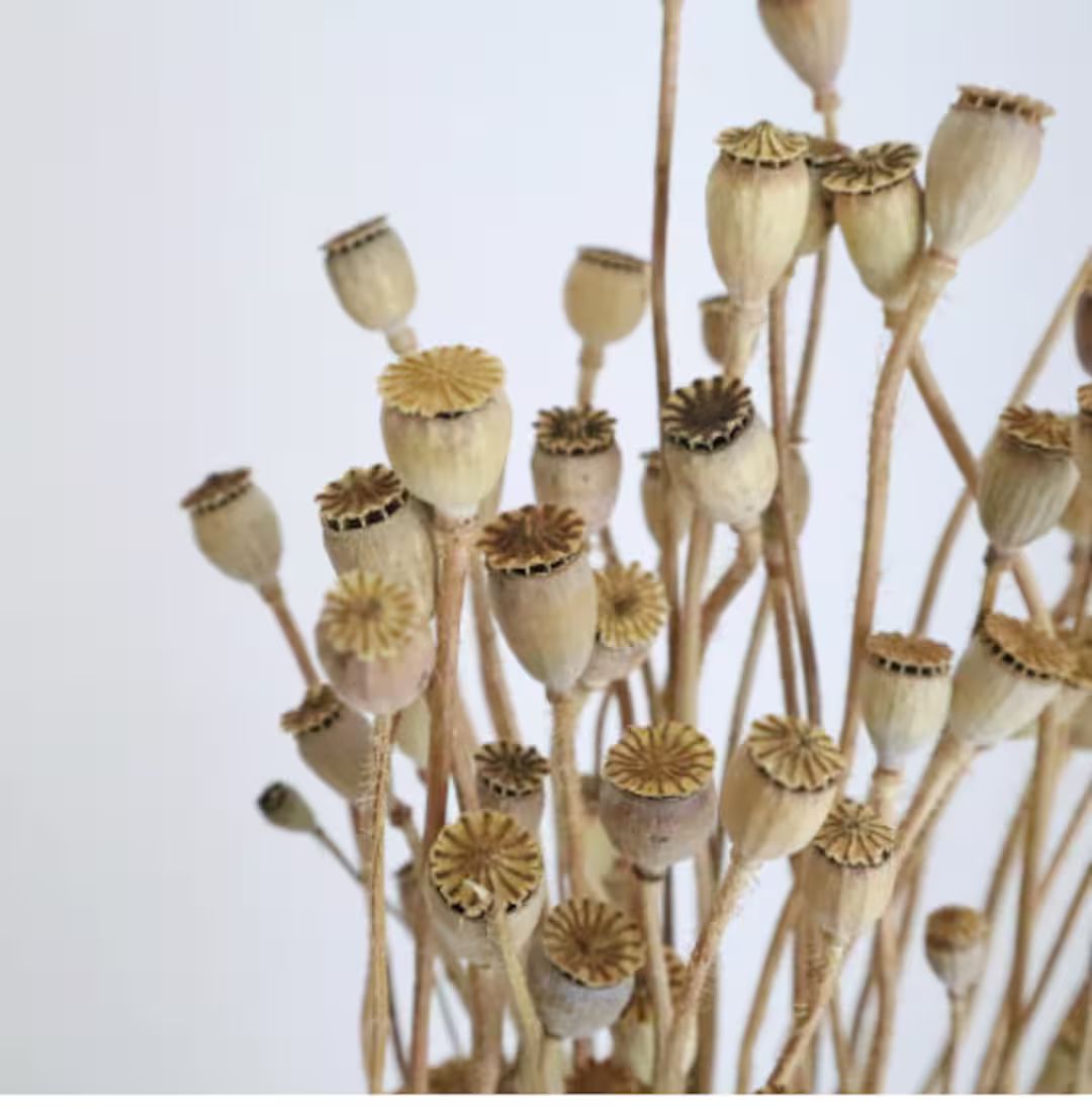 Natural / Papaver Shirley Dried Foliage Stems, Wholesale Foliage, DIY Floral Arrangements, DIY Ho... | Etsy (US)