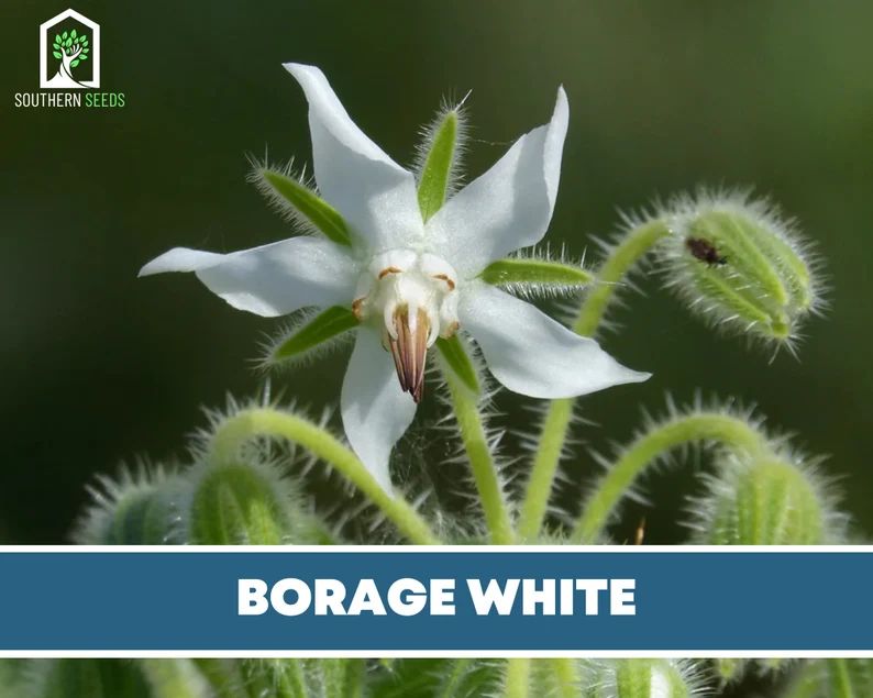 Borage, White - 50 Seeds - Pollinator Friendly - GMO Free (Borago officinalis bianca) | Etsy (US)
