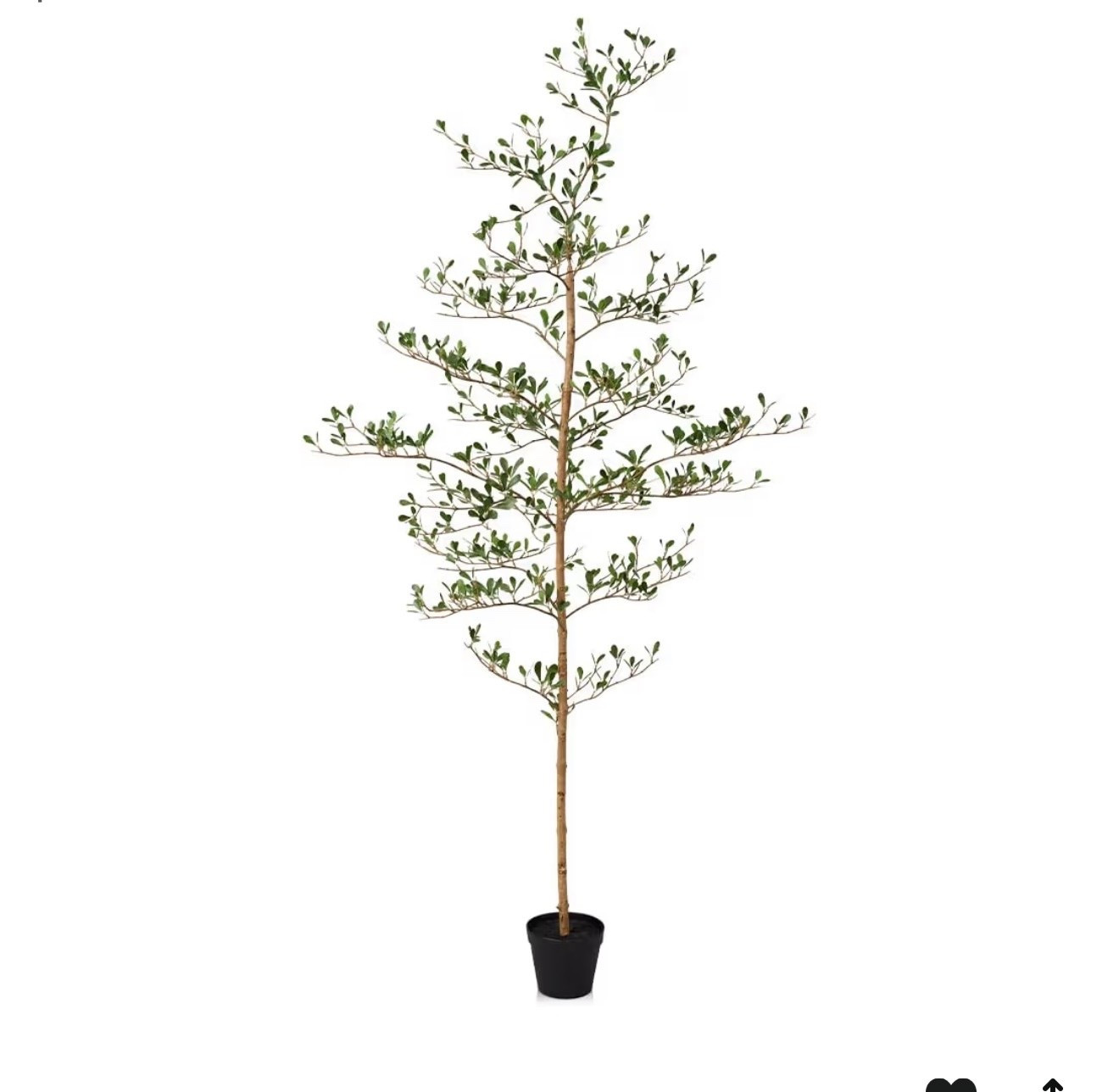 Plantas de decoración para el hogar

#LTKHome #LTKU #LTKSeasonal