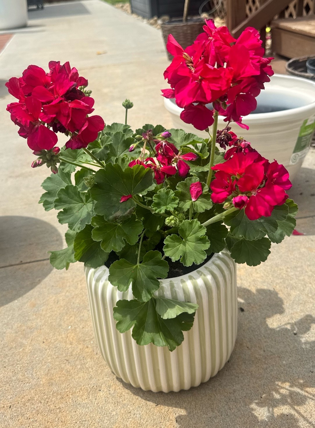 Summer flowers

#LTKSeasonal #LTKMothersDay
