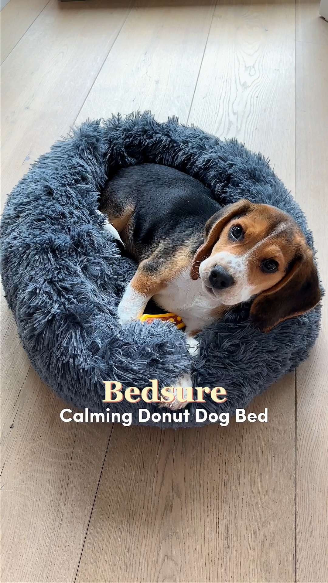 This bed is next-level cozy 🐶 The calming donut design helps pets feel safe and relaxed while the plush material makes every nap extra cozy. A must-have for any doggo who loves curling up ✨ #petcomfort #dogbedlove petnapspot #furbabyessentials #cozyhome 

#LTKHome