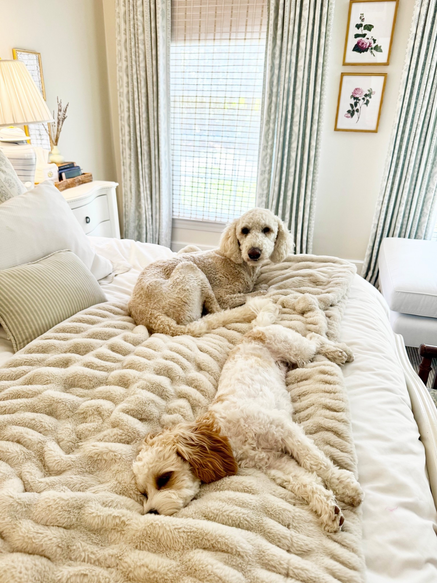 Lola blankets are BOGO today!!