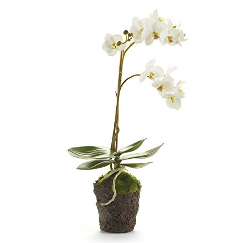 NAPA Home & Garden, PHALAENOPSIS Orchid Drop-in 17" | Amazon (US)