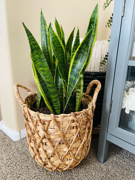 Walmar planter under $20. It has a protective plastic container inside and it’s 11 inch round. 

#LTKHome #LTKSeasonal #LTKStyleTip