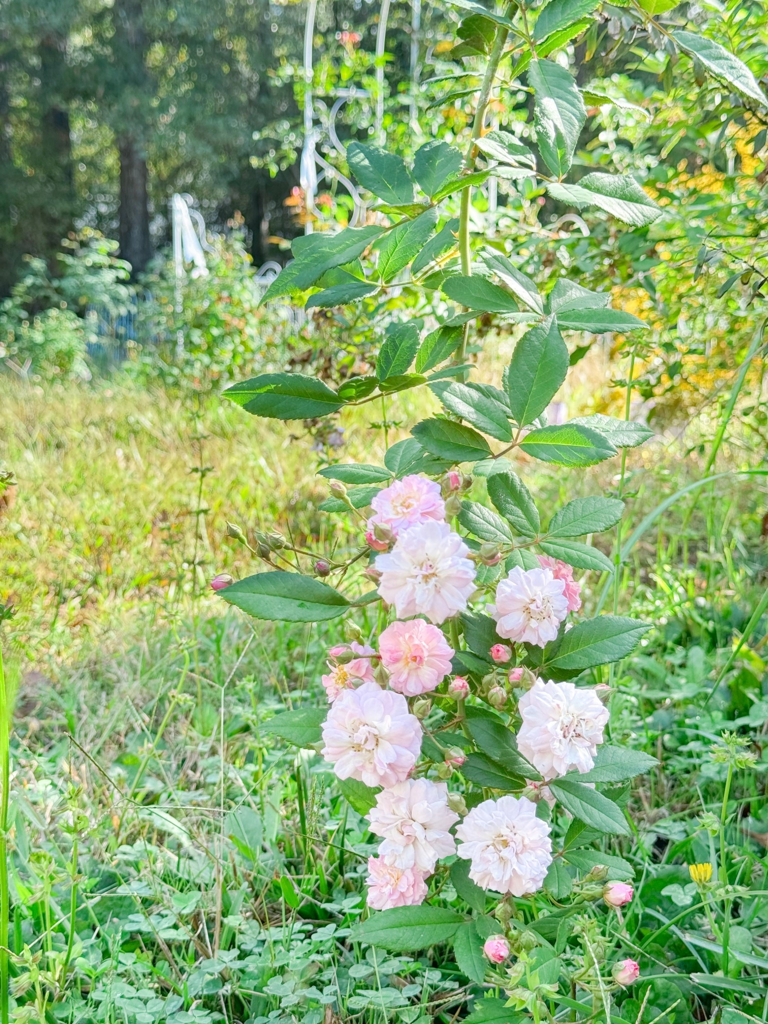 Perfume Breeze is an amazing climber but it can be elusive and difficult to find!

#LTKHome #LTKspringtrends #LTKspring