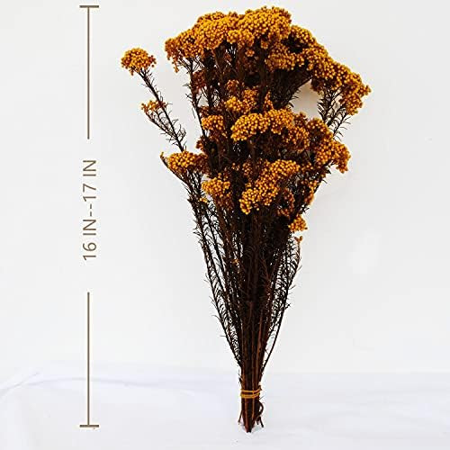 Caiyun Manor Natural Millet Flowers Dried Bouquet for Home and Wedding Decoration (Golden)… | Amazon (US)