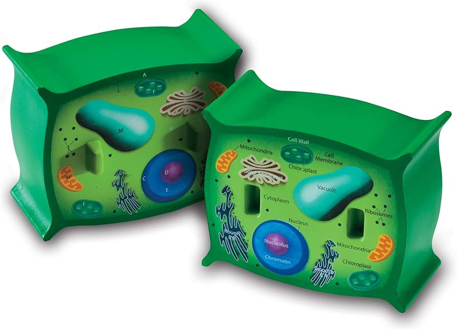 Learning Resources Cross-Section Plant Cell Model, Plant Anatomy, Science Classroom Accessories, ... | Amazon (US)