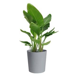 Costa Farms Bird of Paradise Plant in 10 in. Gray Planter CO.3.WB11.CYL - The Home Depot | The Home Depot