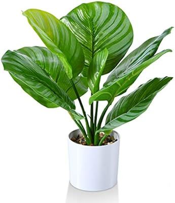 Kazeila Artificial Calathea Orbifolia Plant 15.75 Inch Small Fake Prayer Plant,Faux Desk Plant in... | Amazon (US)