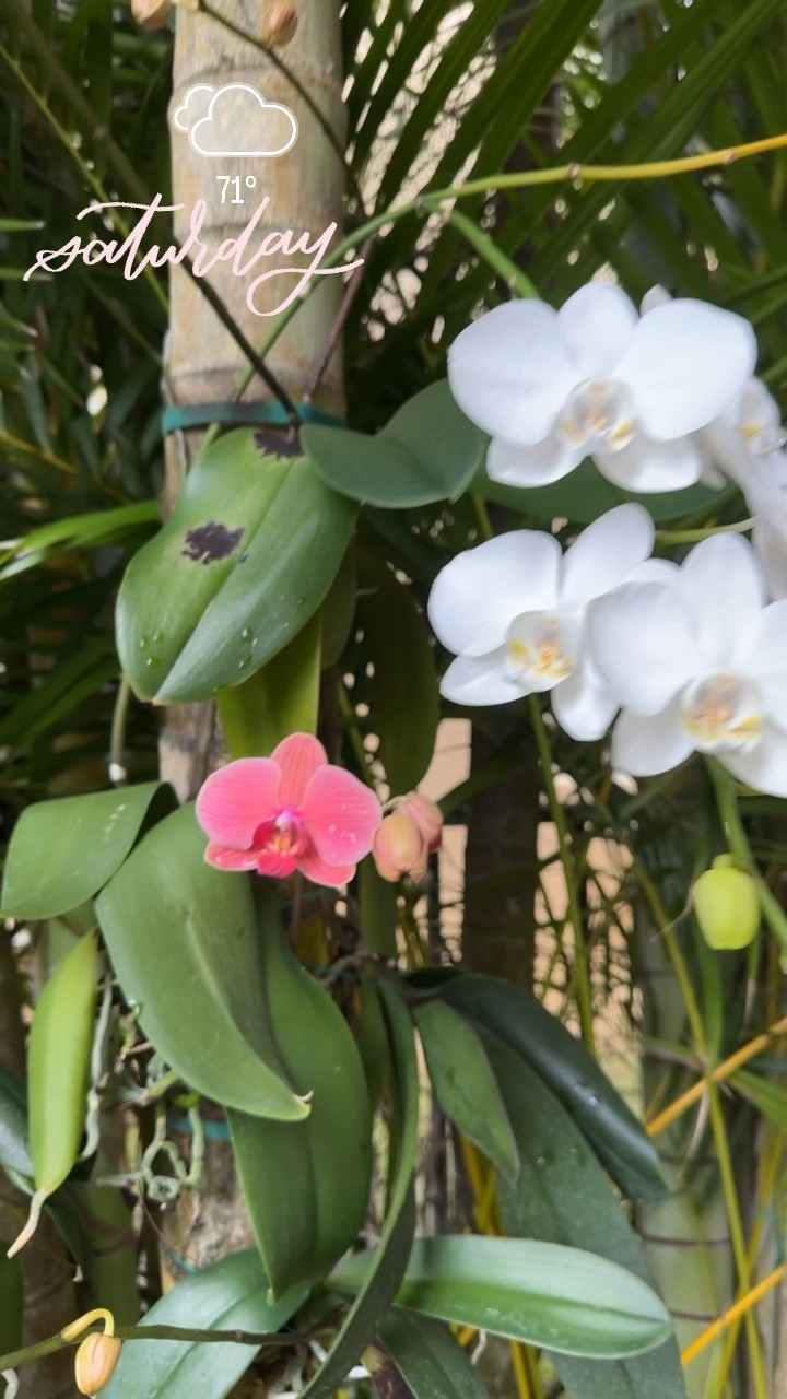 Look at all these beautiful blossoms thanks to this easy to use orchid food. Apply once a week and watch your orchids bloom more than ever before! 

Gardening • orchid care • orchid fertilizer • 

#LTKhome