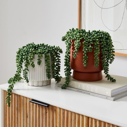 Faux Potted Donkey Tail Plant | West Elm (US)
