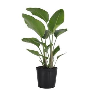 United Nursery White Bird of Paradise Live Indoor Strelitzia Nicolai Plant Shipped in 9.25 inch G... | The Home Depot