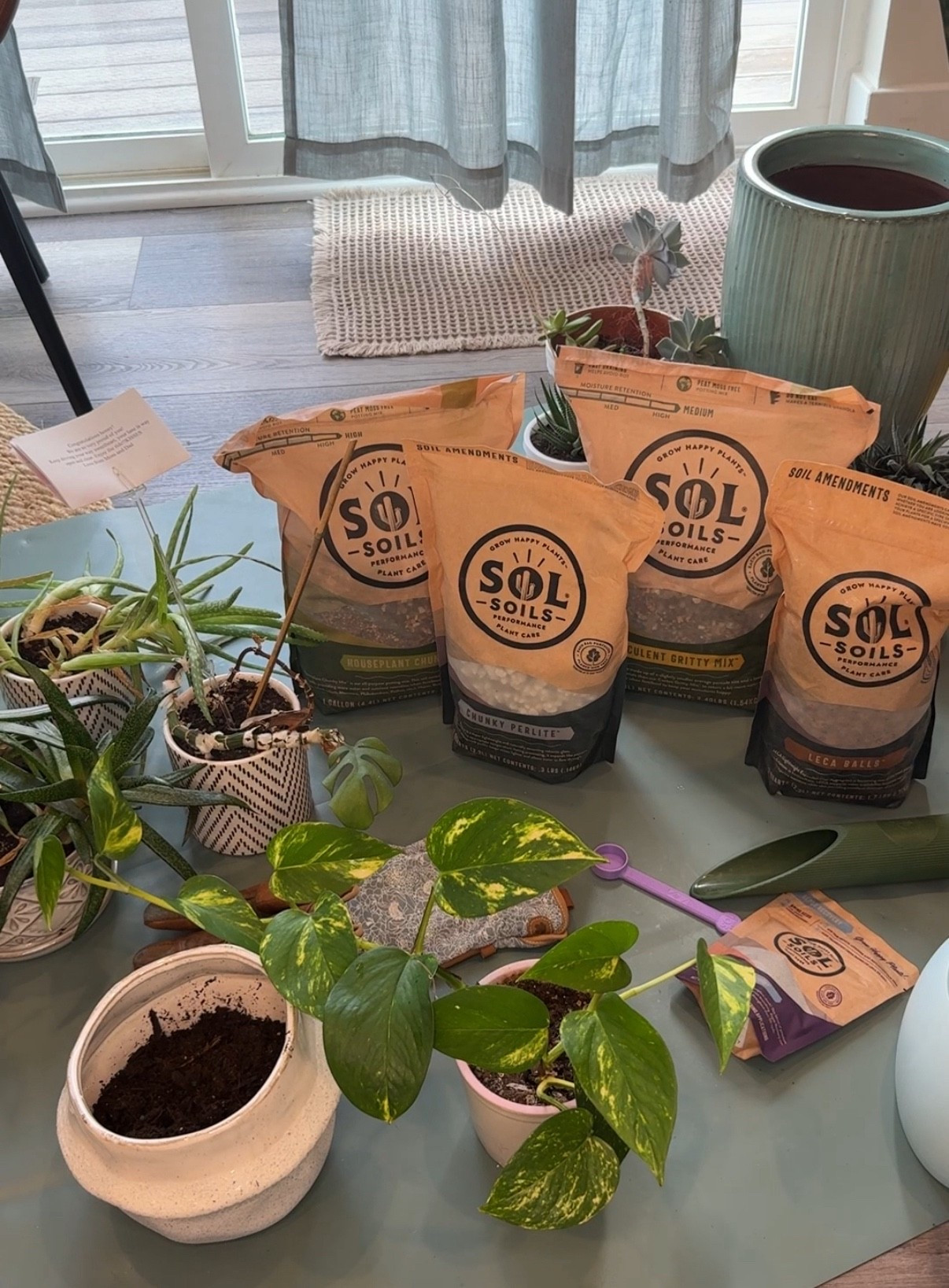 // ✨ Saving my Household and Succulent plants! 🌱 ✨// 

#LTKHome