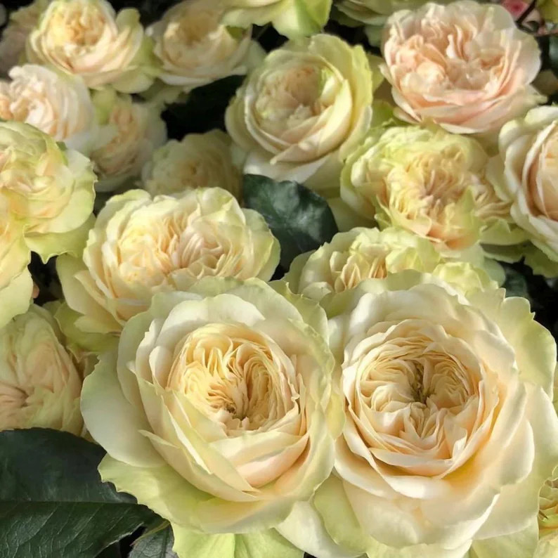 Rose Vitoria Wedding. Own Root. 维多利亚婚礼 - Etsy | Etsy (US)