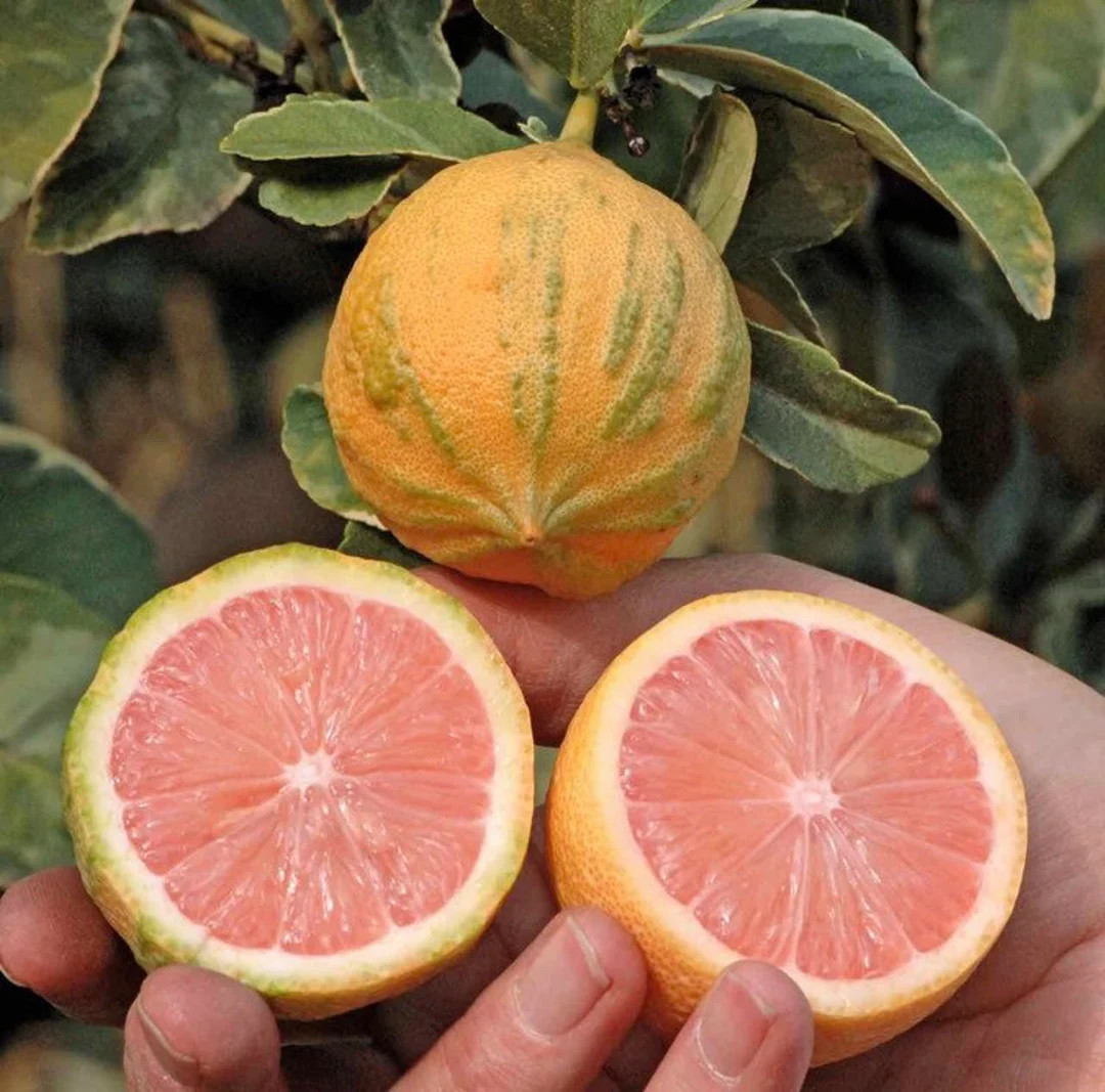 California Only Variegated Pink Lemon Tree 18-36 Inches - Etsy | Etsy (US)