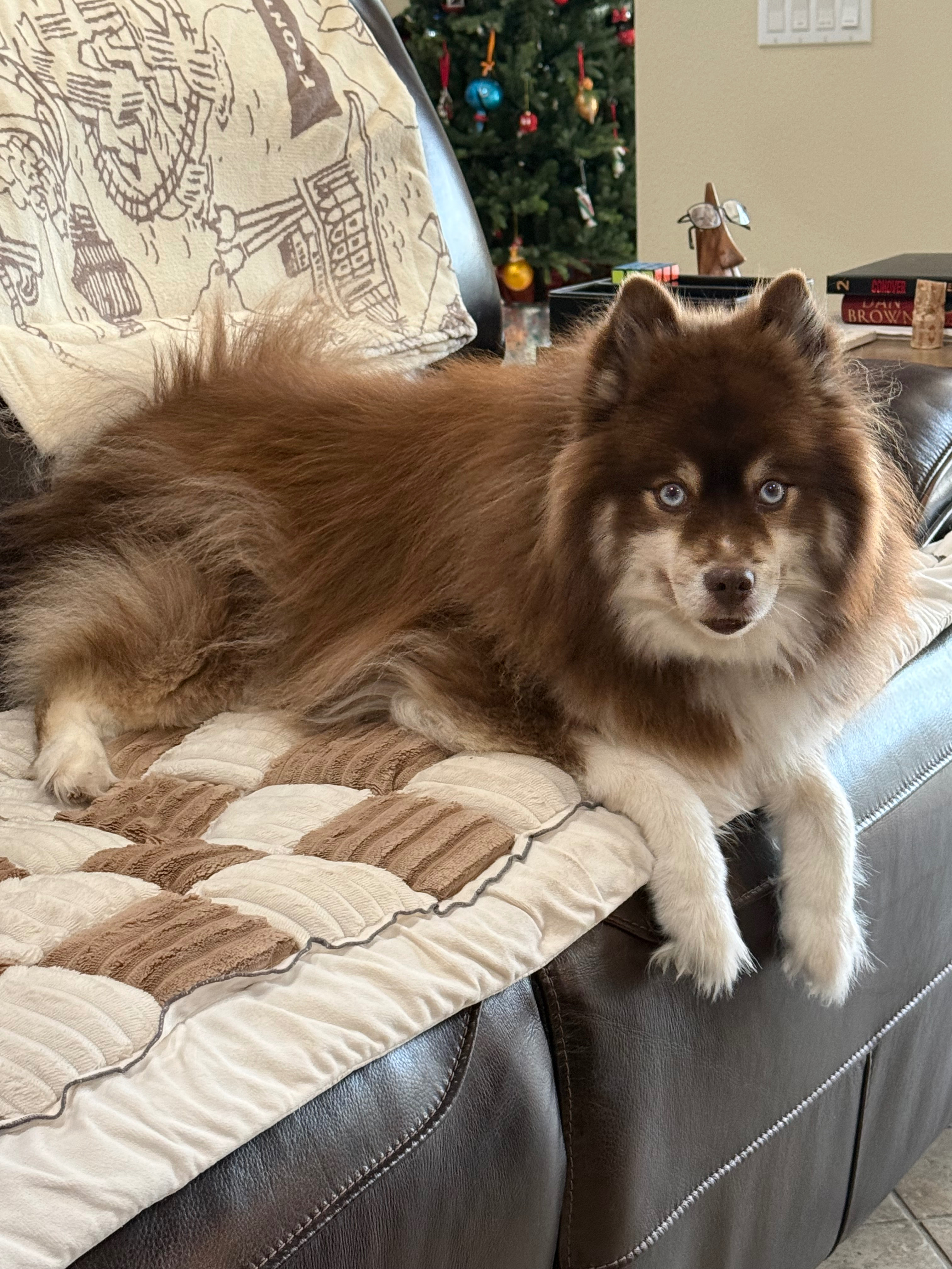 Cozy moments with Copper 🐾🤍
A few favorites that make his days extra comfy and calm.
Everything is linked here. 

 