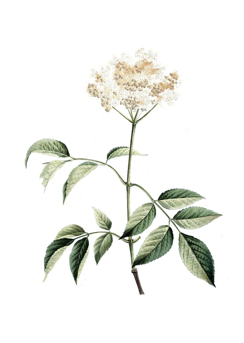 Wildflower I | Collection Prints