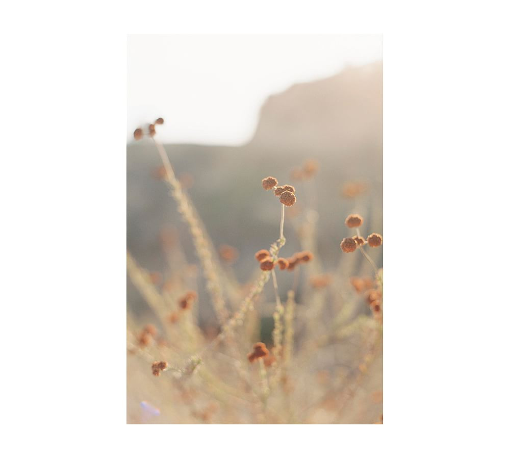 Fall Foliage by Justine Milton | Pottery Barn (US)