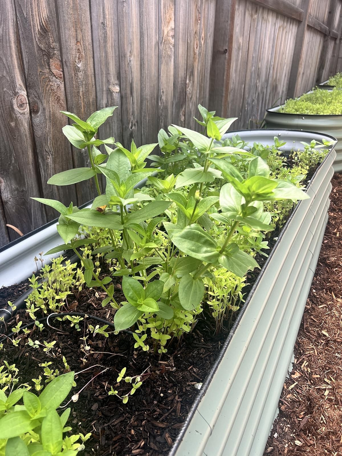 Put Vego garden beds in my garden this year and I absolutely loved them! Can’t wait to reuse them for next season 🌱


#LTKSeasonal #LTKHome