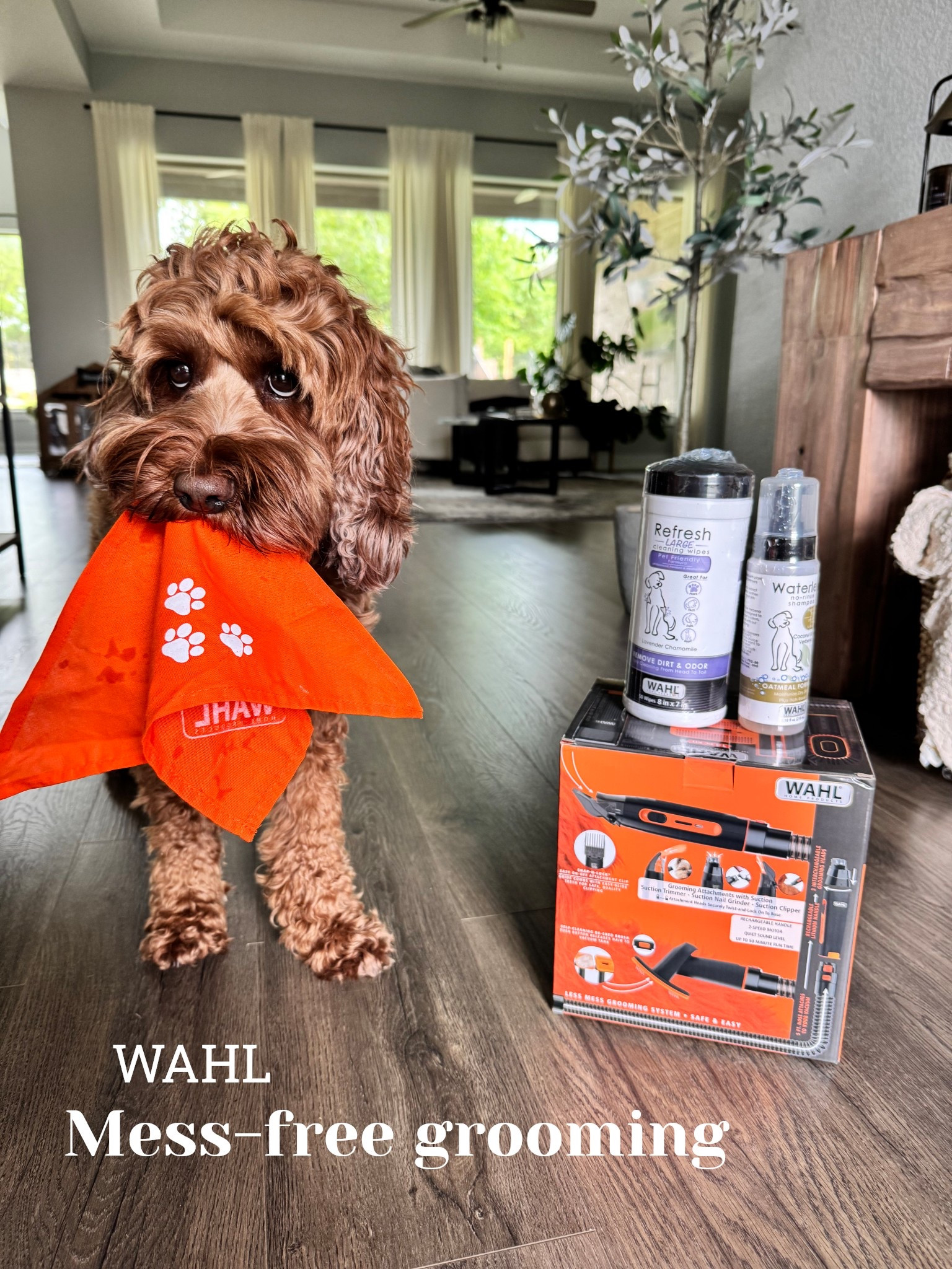 The convenience of grooming your pet at home without all of the mess! Just in time for those summer cuts; Wahl has curated a grooming tool with a hose attachment to make clean up a breeze! More pet parents are choosing to groom at home, and Wahl pets is helping to make the process easier. #doggrooming #summercut #doggroomdiy #dogclippers #groomingclippers #groomingdiy #messfreegrooming 

#LTKPets #LTKFindsUnder100 #LTKStyleTip